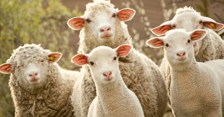 The Way Of The Shepherd: 7 Ancient Secrets To Managing Productive 